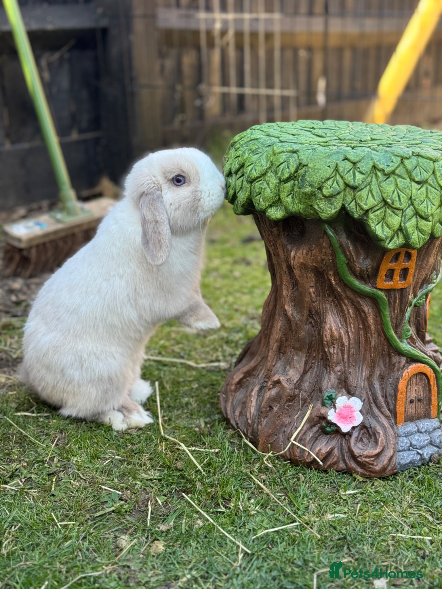 Mini Lop rabbits Blue eyed buck available  - Advert 1