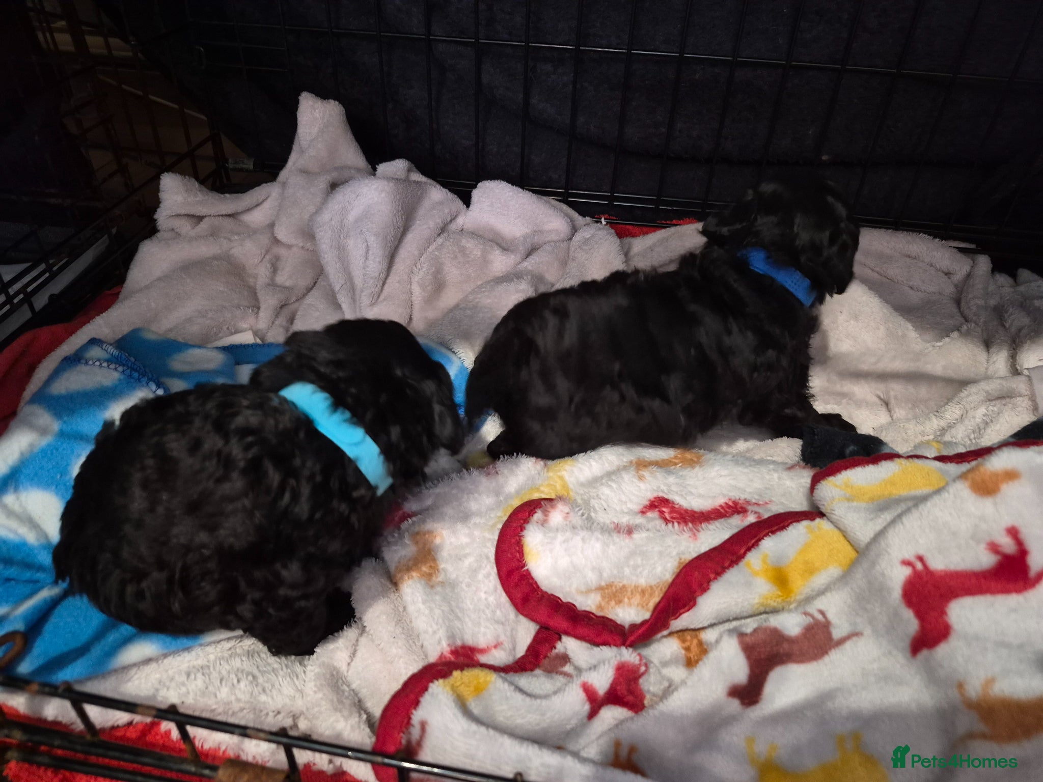 Toy Poodle dogs 2 Gorgeous KC reg Black Boy Toy Poodles - Advert 1