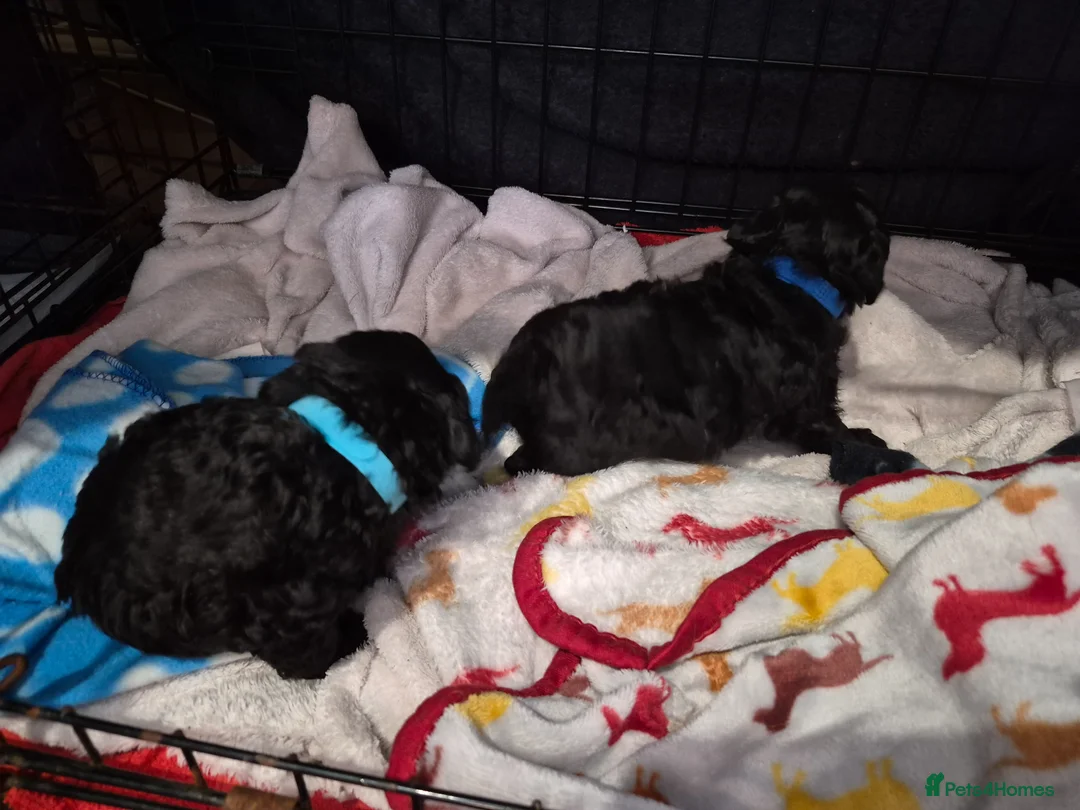 Toy Poodle dogs for sale: 2 Gorgeous KC reg Black Boy Toy Poodles in Tonypandy - Advert 1