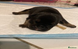 English Bulldog dogs for sale: Litter of 8  - Image 16