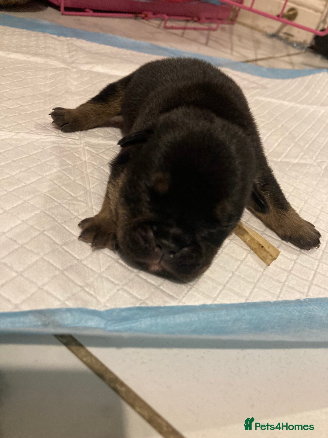 English Bulldog dogs for sale: Litter of 8  - Image 16