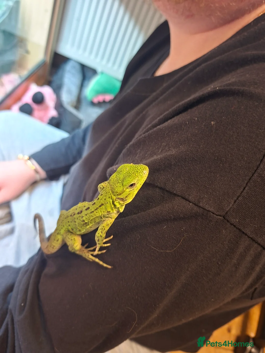 Iguana reptiles for sale: Mexican spiny tailed iguana  in Gloucester - Advert 5
