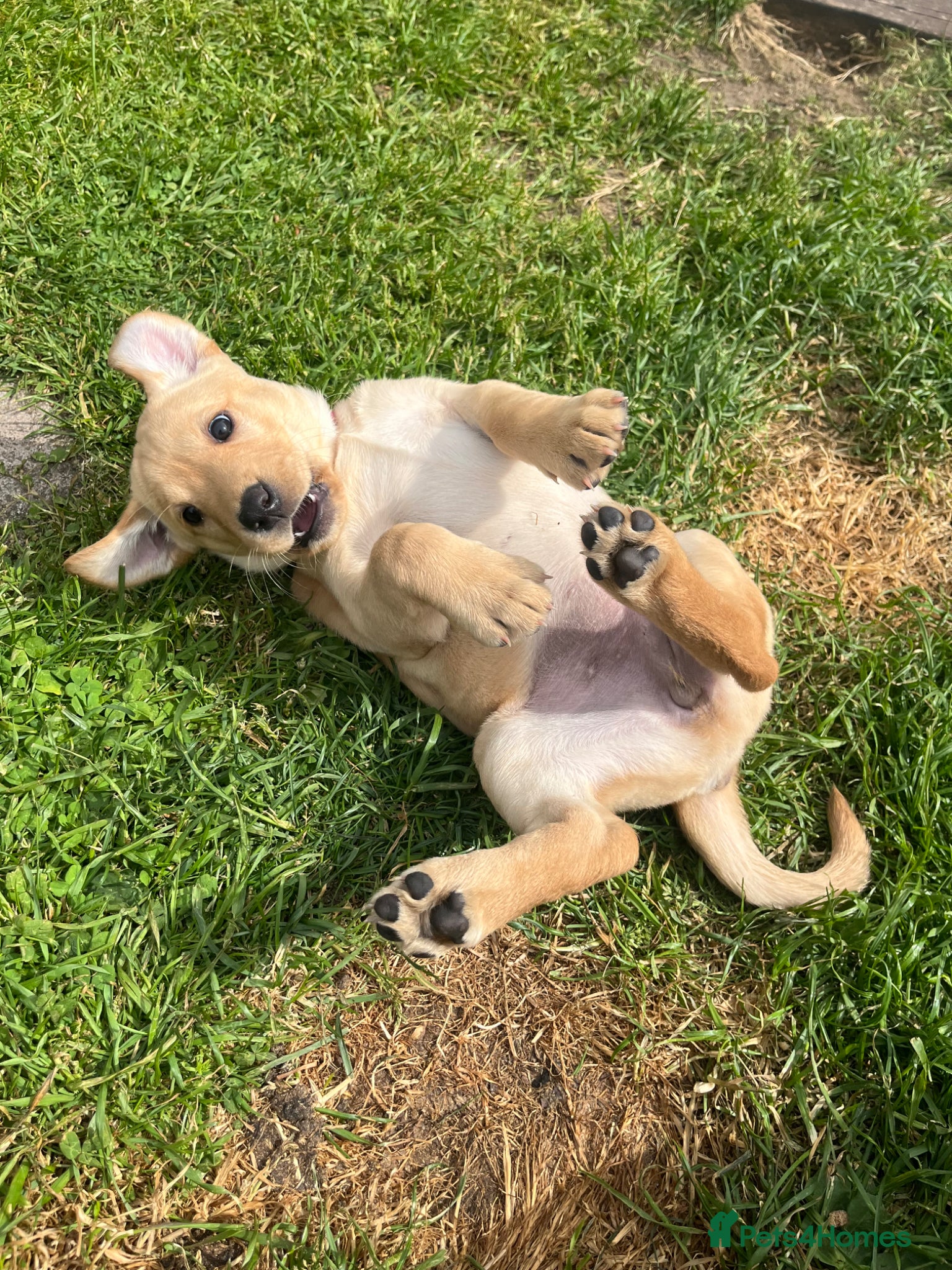 Labrador Retriever dogs for sale: Stunning Labrador pups - Advert 10