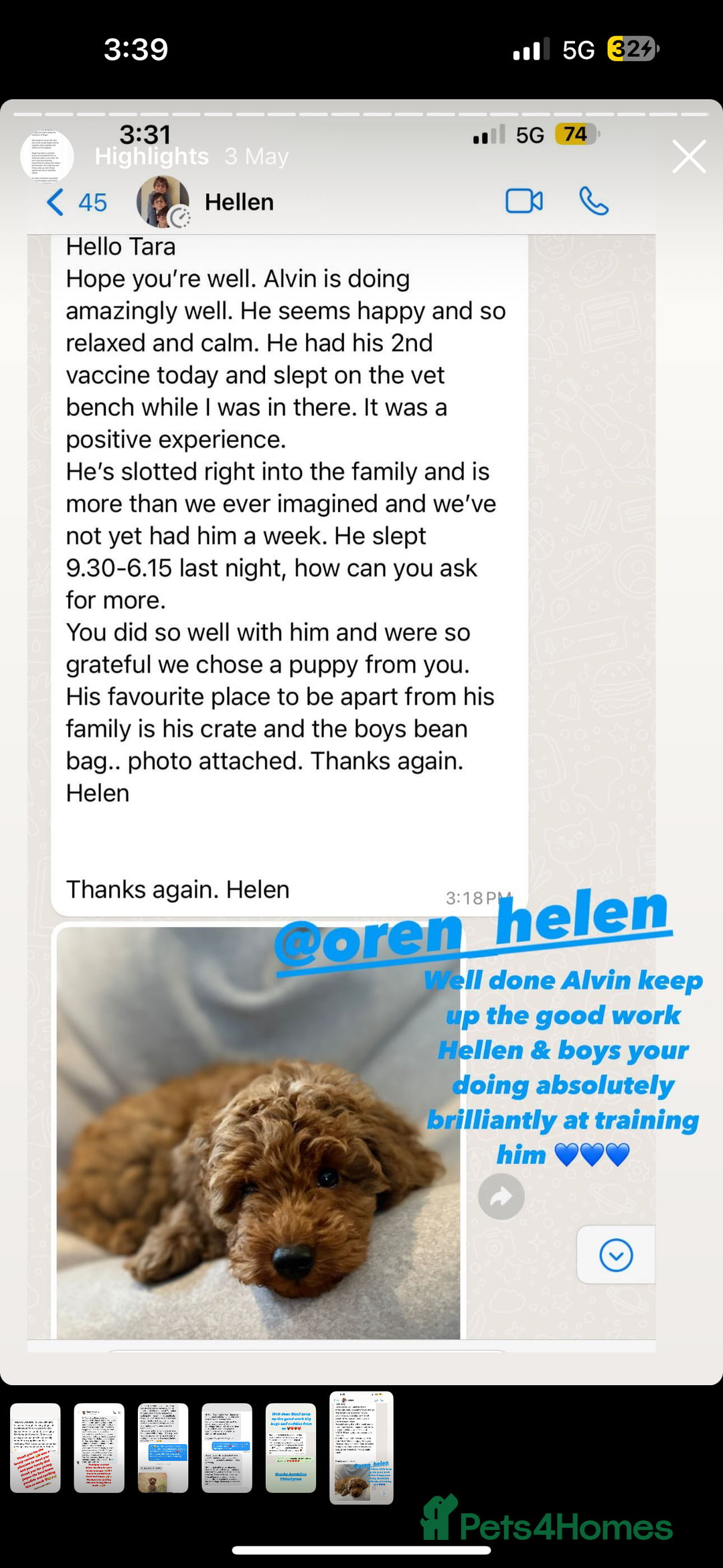 Cavapoo dogs for sale: Extensively Heslth Tested Cavapoo puppies  - Image 19