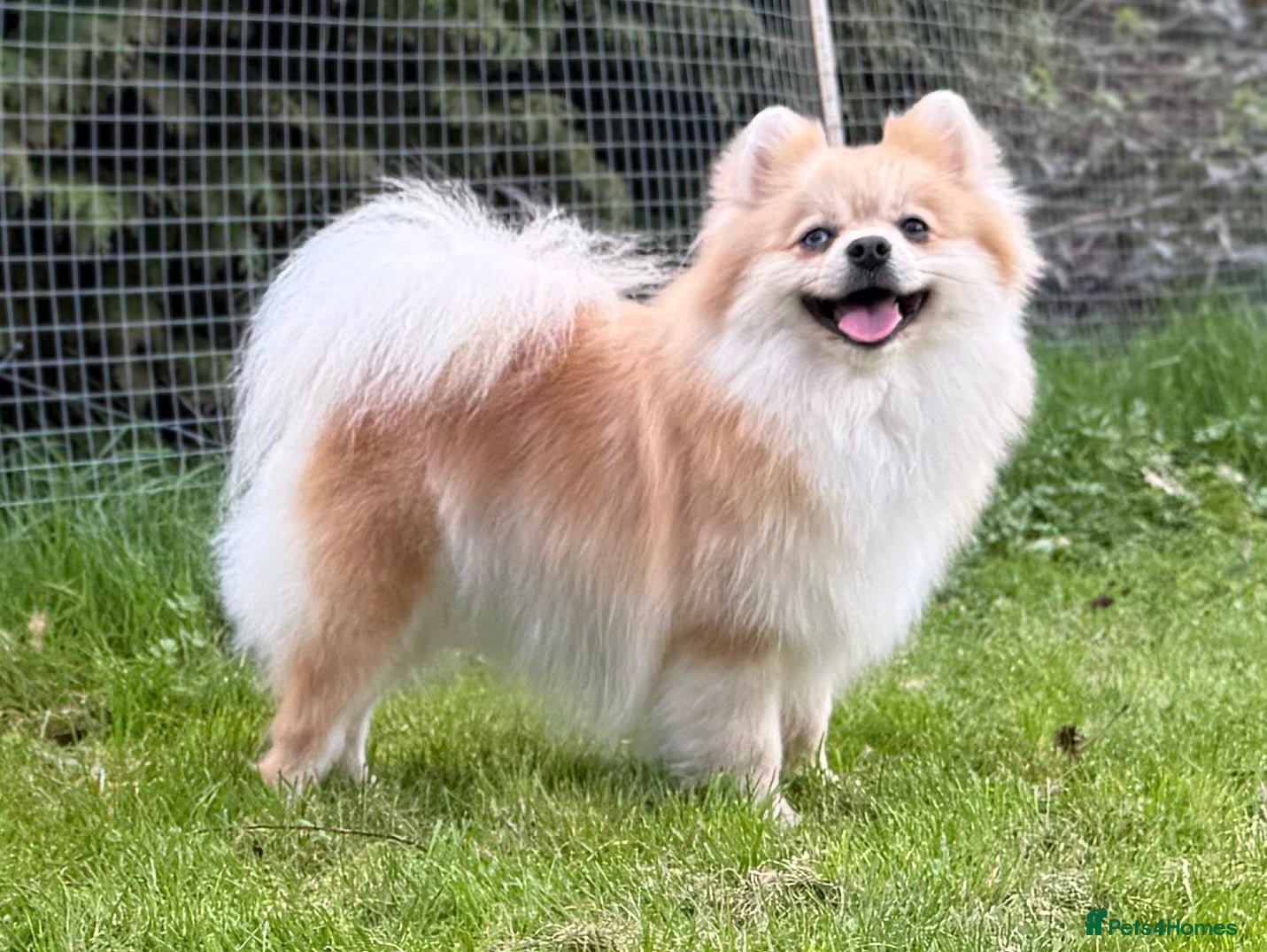 Pomeranian dogs Premium Purebred Pomeranians  - Advert 1
