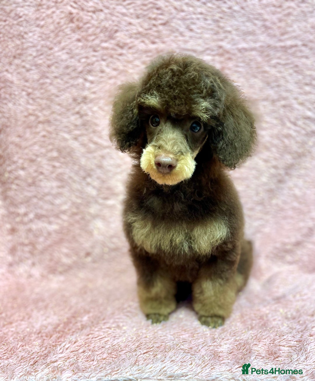 Toy Poodle dogs for sale: KC CHOCOLATE/TAN TOY POODLE  - Advert 1