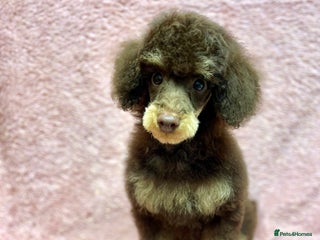 Toy Poodle dogs KC CHOCOLATE/TAN TOY POODLE - Advert 4