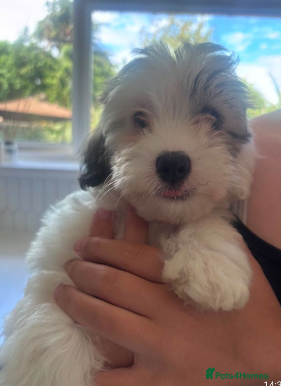 Maltipoo dogs 🌟READY NOW🌟 £1650 ONO Sable Maltipoo Puppies - Advert 1