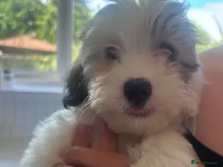 Maltipoo dogs 🌟READY NOW🌟 £1650 ONO Sable Maltipoo Puppies - Advert 14