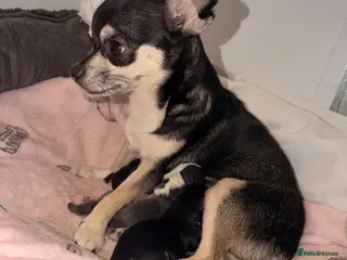 Chihuahua dogs stunning chihuahua pups - Advert 1