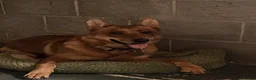 German Shepherd dogs for sale: German shepherd - Advert 5