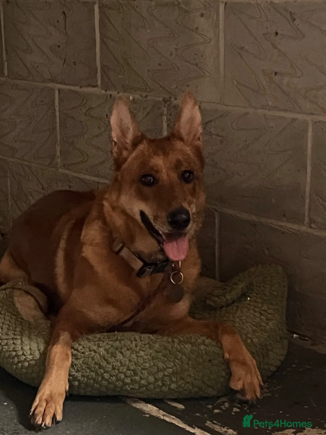 German Shepherd dogs for sale: German shepherd - Advert 5