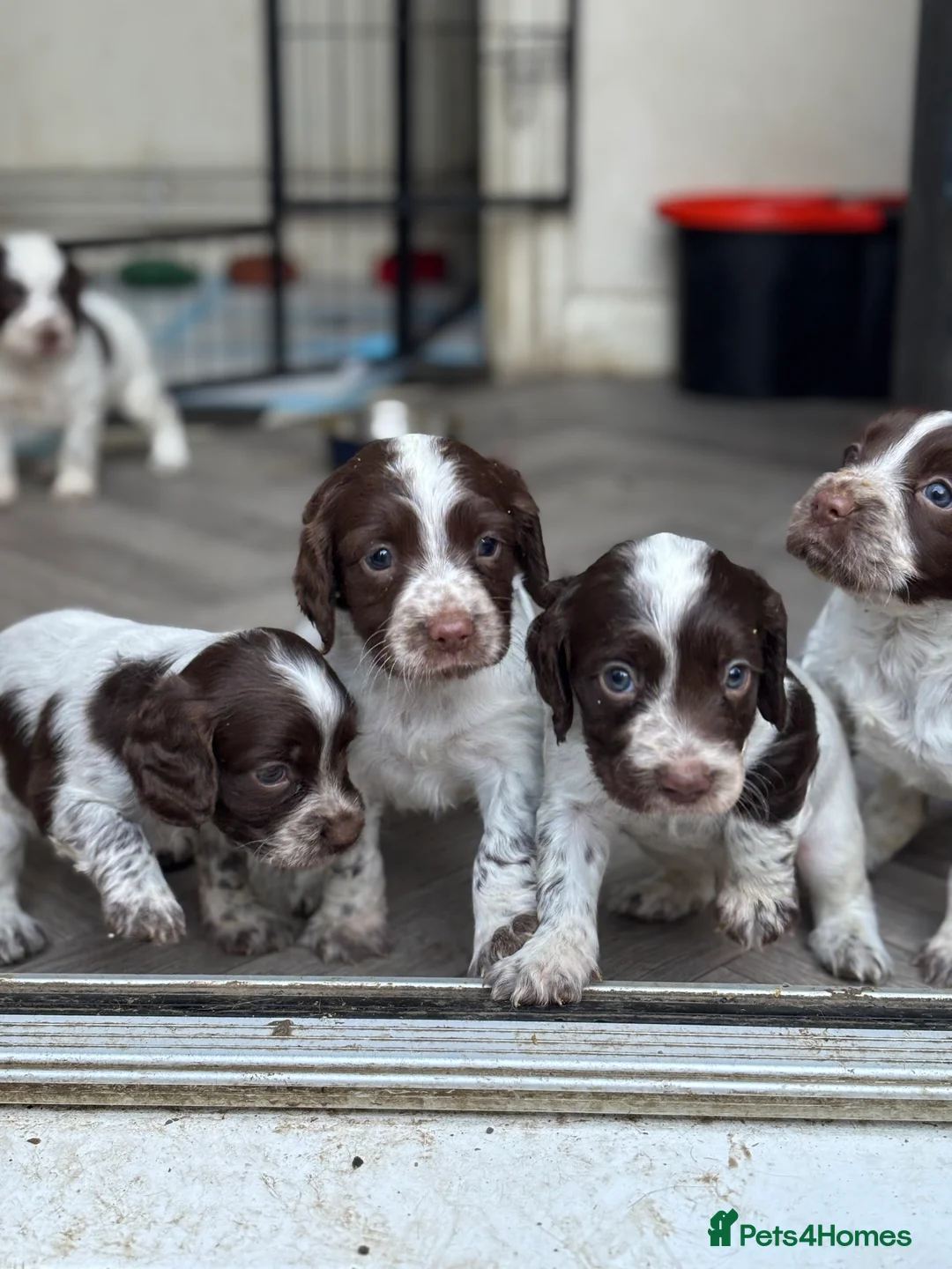 Sprocker dogs for sale: Sprocker bitch puppies  - Advert 6
