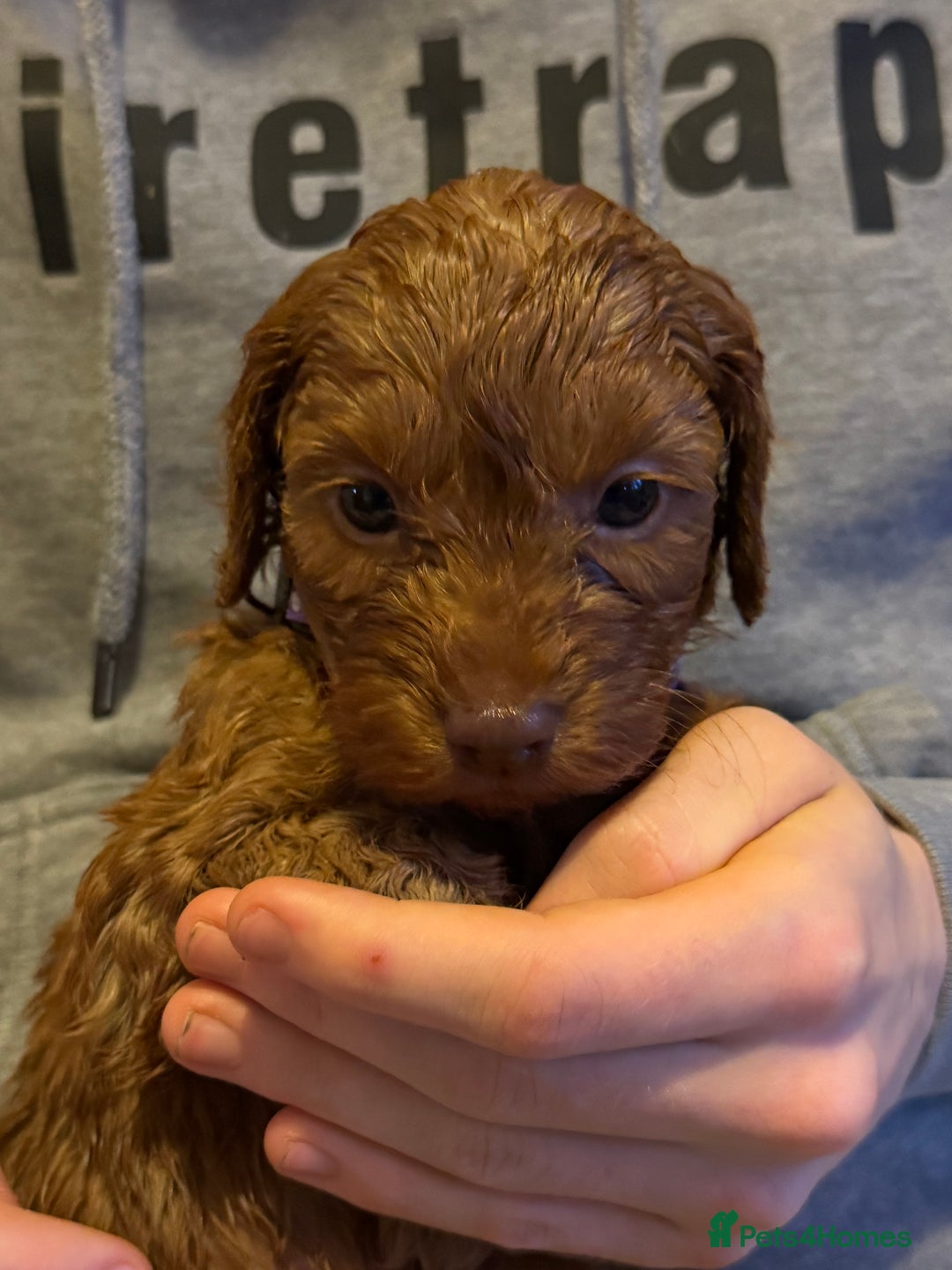 Cockapoo dogs for sale: Cockatoo puppies - Advert 7