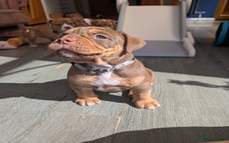 Olde English Bulldogge dogs for sale: READY NEXT WEEK! - OEB Puppies NEBBR ✅ 3rd Gen - Image 21
