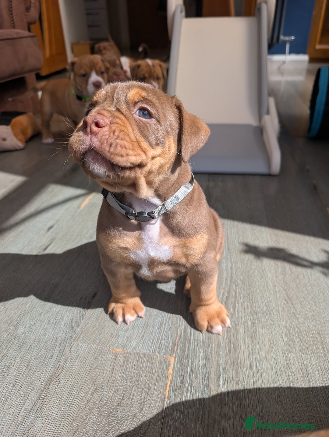 Olde English Bulldogge dogs for sale: READY NEXT WEEK! - OEB Puppies NEBBR ✅ 3rd Gen - Image 21