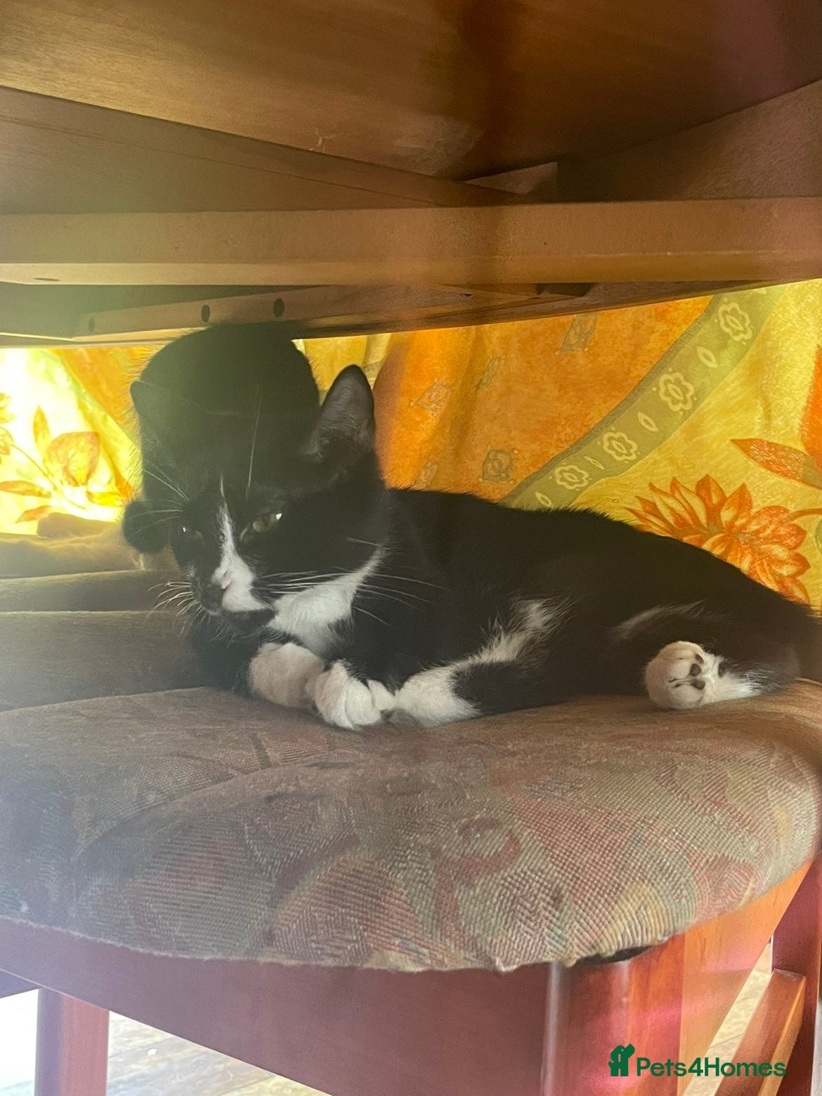 Domestic Shorthair cats 1 tuxedo kitten for sale  - Advert 2