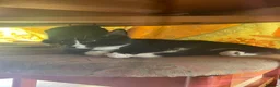 Domestic Shorthair cats for sale: 2 kittens for sale  - Advert 2
