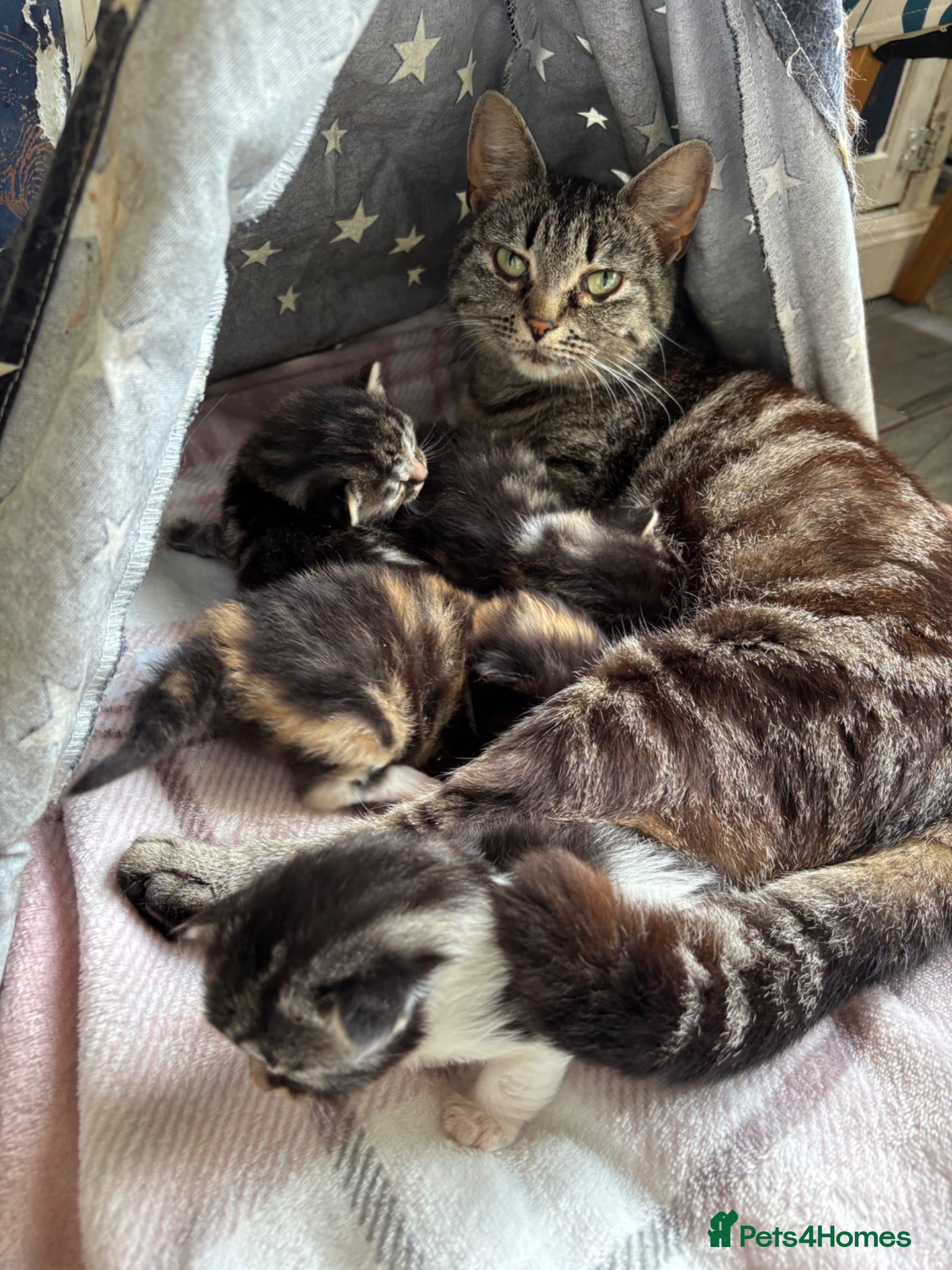 British Shorthair cats 2 tabby kittens available for re homing (Males)  - Advert 7