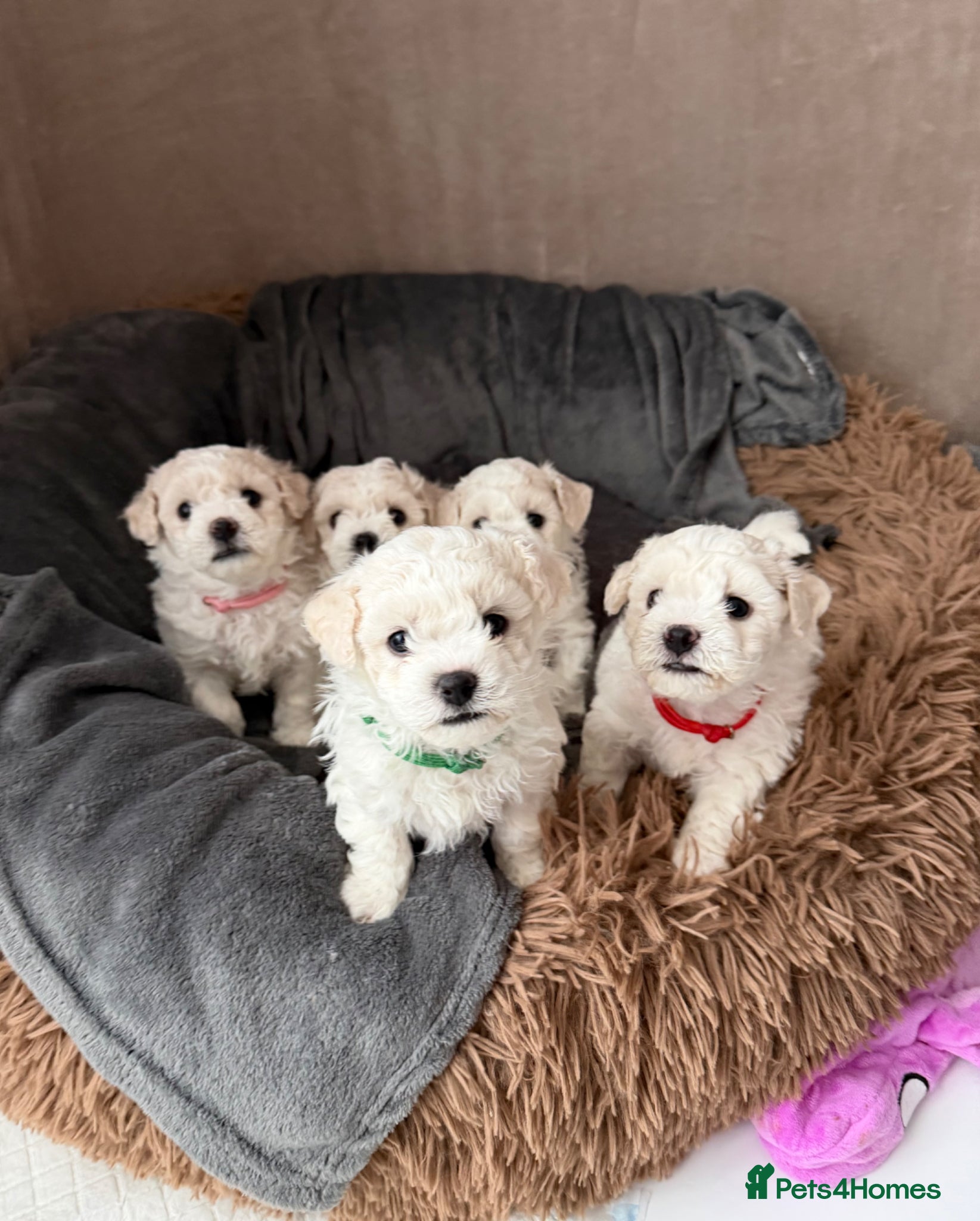 Bichon Frise dogs Pure breed Bichon Frise - 5 generation pedigree  - Advert 1