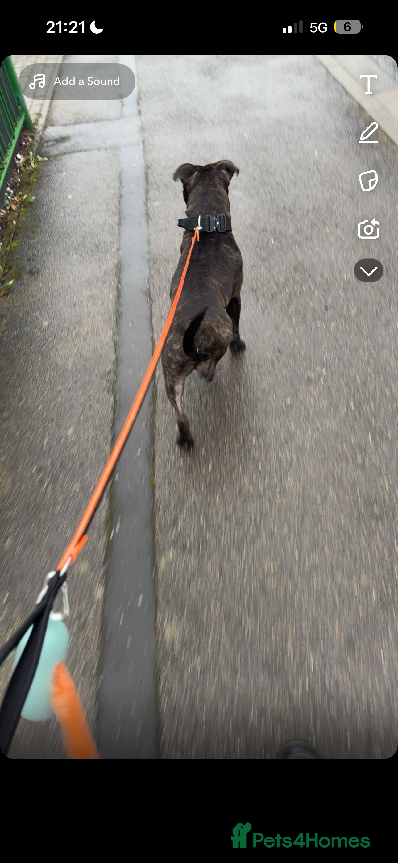 Staffordshire Bull Terrier dogs staffy for stud - Advert 9