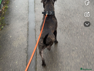 Staffordshire Bull Terrier dogs staffy for stud - Advert 9