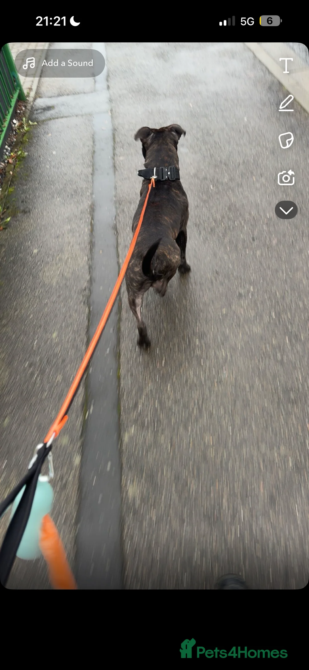 Staffordshire Bull Terrier dogs for stud: staffy for stud - Advert 1