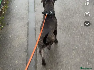 Staffordshire Bull Terrier dogs staffy for stud - Advert 5