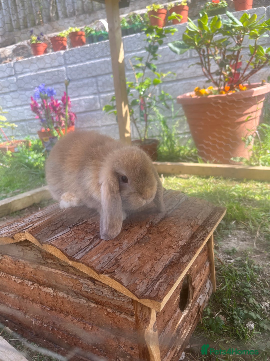 Mixed Breed rabbits for sale: Bonded female pair - Image 1