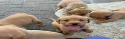 Labrador Retriever dogs for sale: 5 kc Labrador pups ready now  - Advert 6