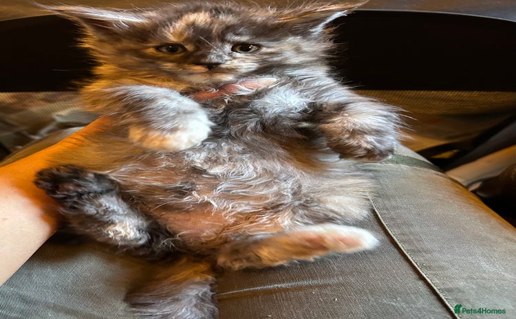 Maine Coon cats Stunning XL Purebred Main Coon kittens-last couple - Advert 6