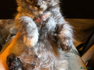 Maine Coon cats Stunning XL Purebred Main Coon kittens-last couple - Advert 6