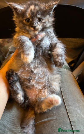 Maine Coon cats Stunning XL Purebred Main Coon kittens-last couple - Advert 6
