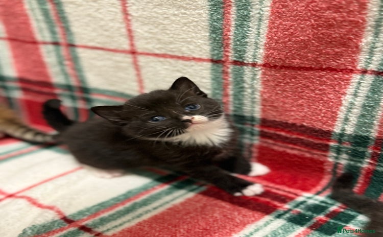 Domestic Shorthair cats - Advert 1