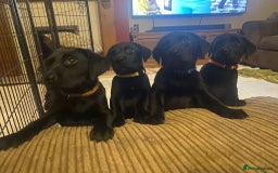 Labrador Retriever dogs for stud: KC Labrador, Health and DNA-Tested, Proven Stud in Cobham - Image 21