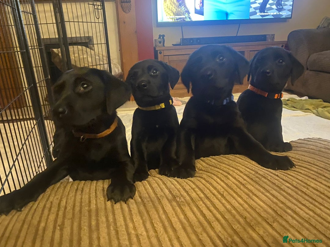 Labrador Retriever dogs for stud: KC Labrador, Health and DNA-Tested, Proven Stud in Cobham - Image 21