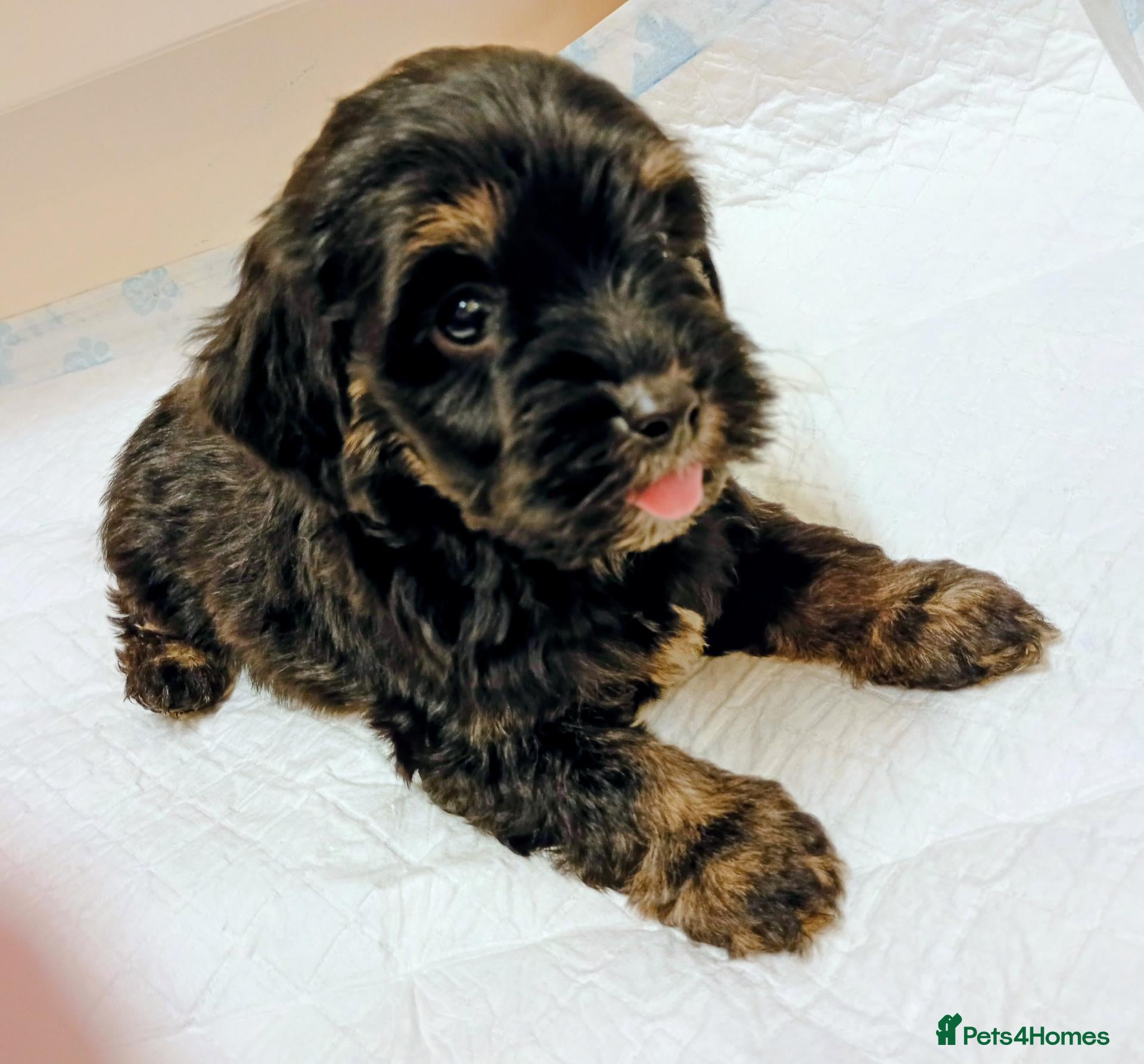 Shihpoo dogs for sale: shihpoo puppies unusual colours  - Advert 10