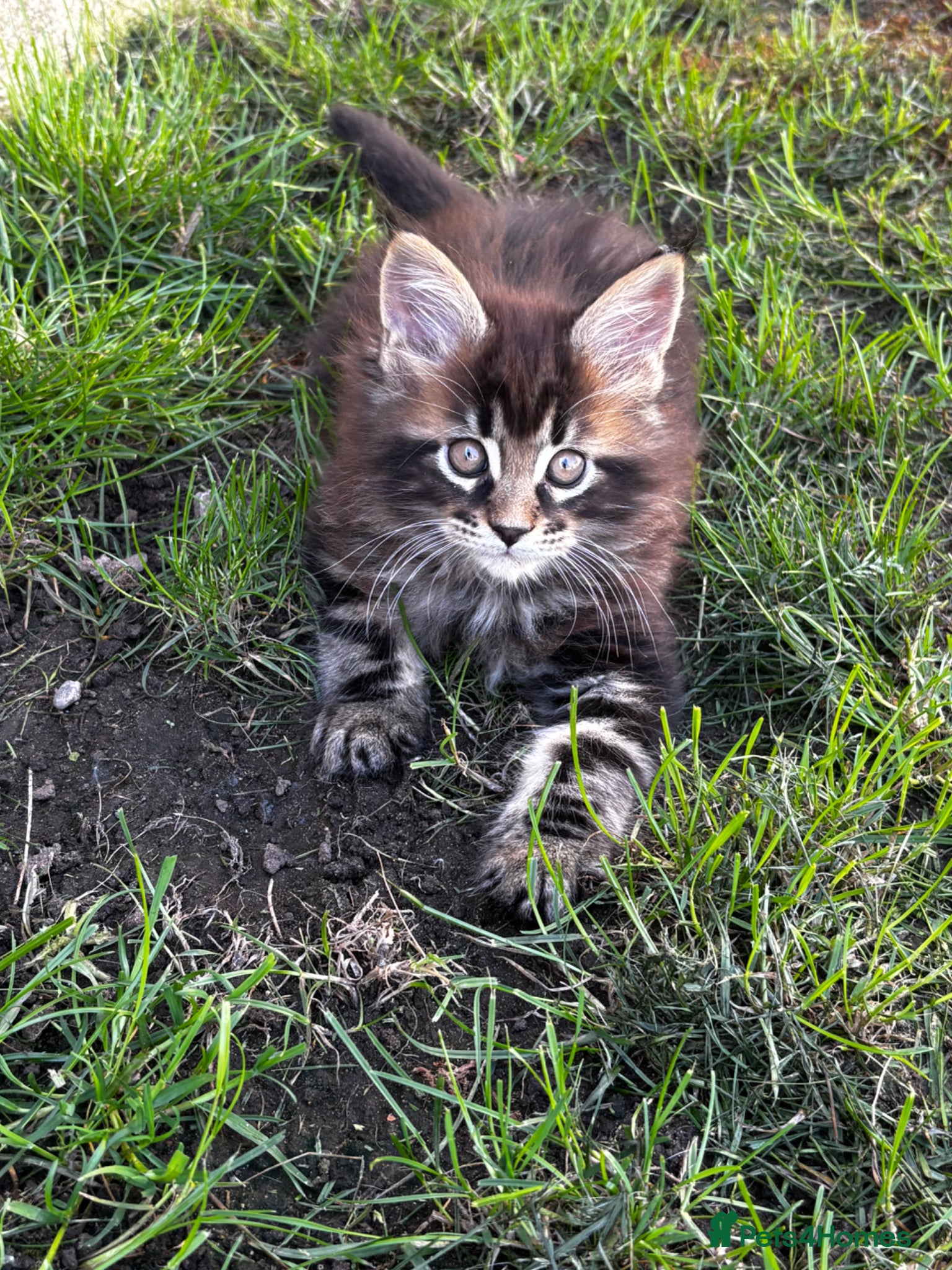 Maine Coon cats 7 adorable Pure Bred Mainecoon - Advert 2