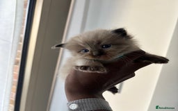 Ragdoll cats for sale:  Gorgeous fluffy chocolate ragdoll kittens🐾🥹 - Image 11
