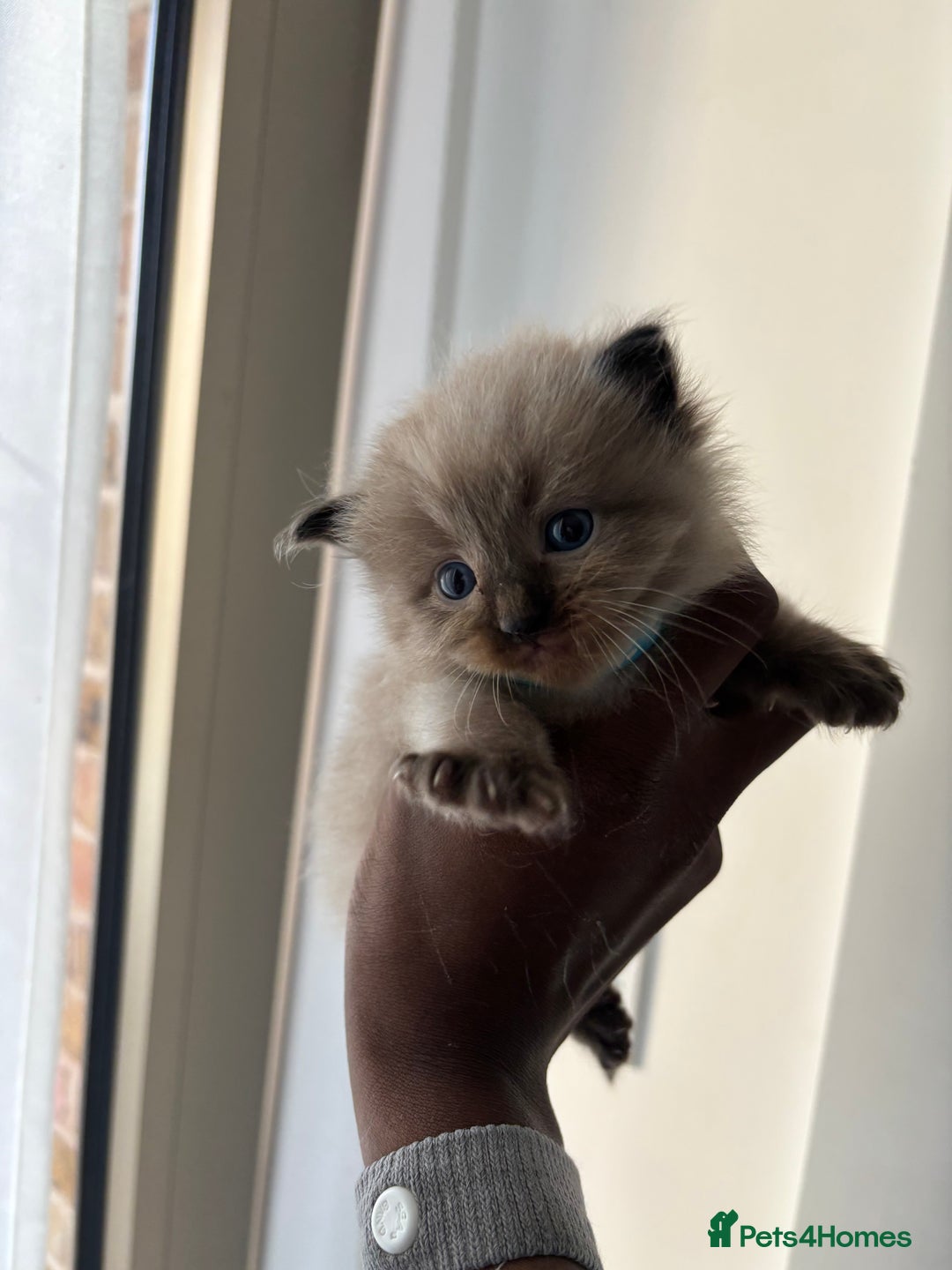 Ragdoll cats for sale:  Gorgeous fluffy chocolate ragdoll kittens🐾🥹 - Image 11