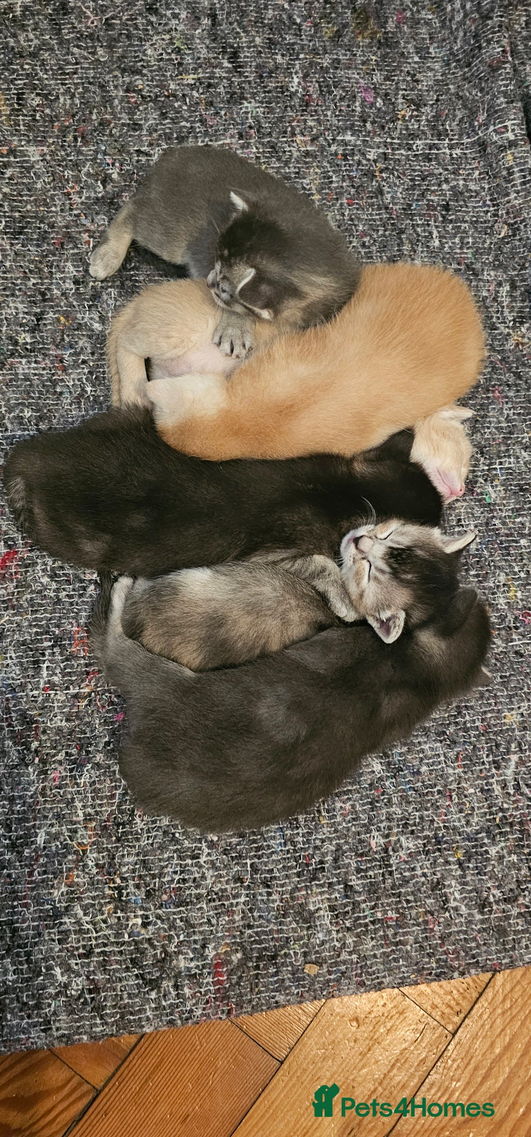 Mixed Breed cats for sale: Abyssinian x Bengal  - Image 5