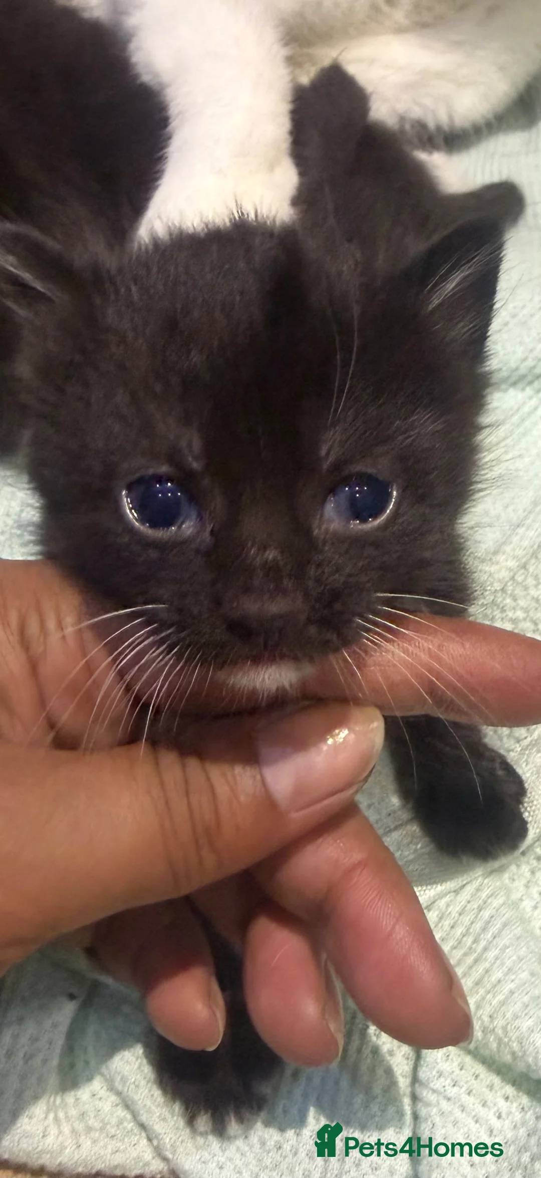 Domestic Shorthair cats for sale: All to go together with mum - Advert 2