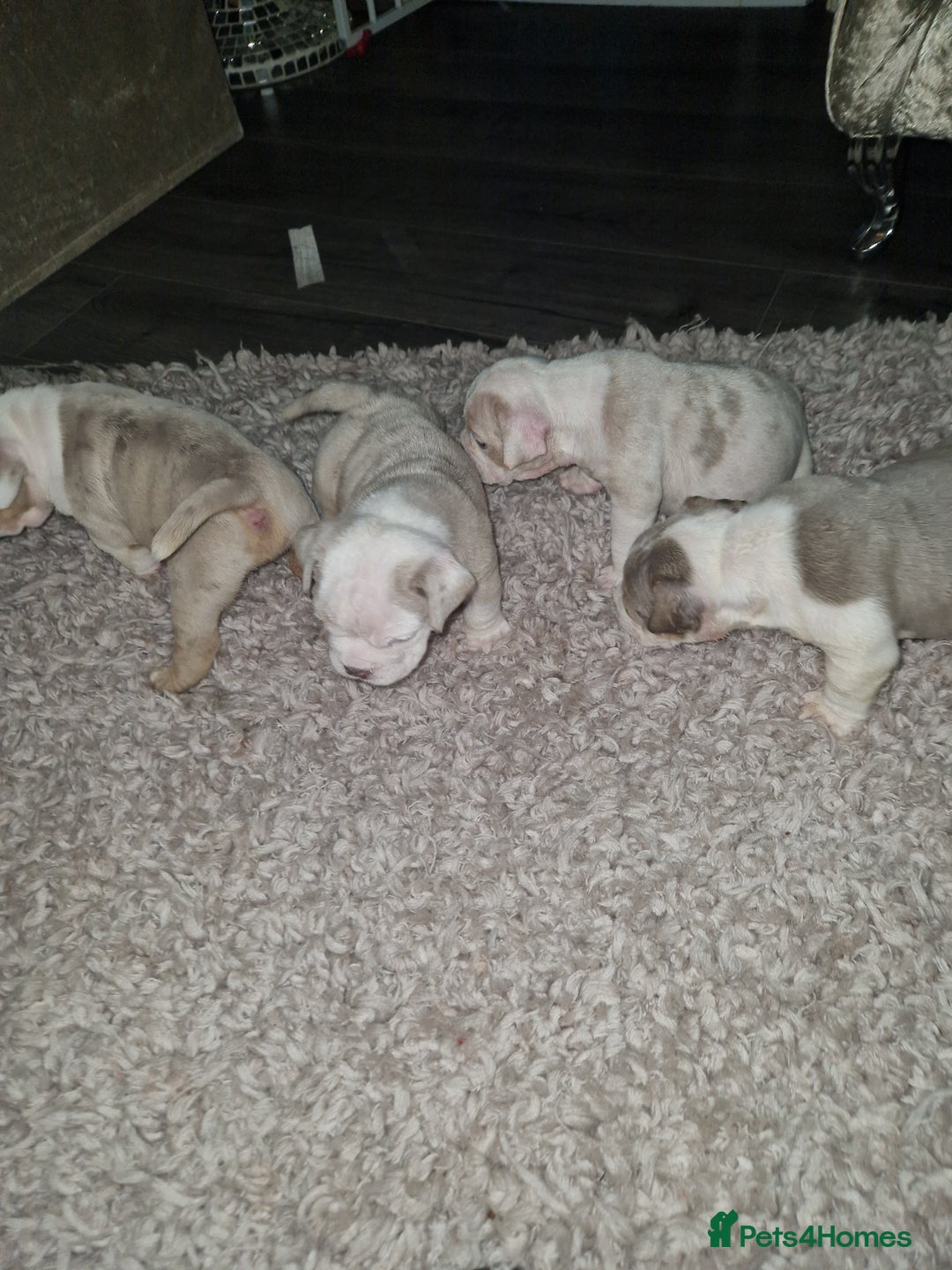Old Tyme Bulldog dogs for sale: Old tym bulldog puppies  - Advert 13