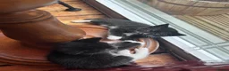 Mixed Breed cats for sale: Mixed Breed Tuxedo kittens  - Advert 6