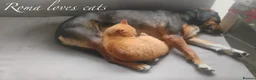 Mixed Breed dogs for adoption: Roma, 3-4 yrs. Available for adoption. - Advert 6
