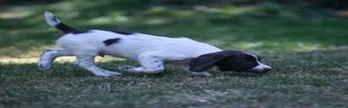 English Springer Spaniel 1