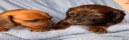 Dachshund dogs for sale: Long & Short haired Sable crea Dachshund puppies  - Advert 8