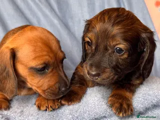 Dachshund dogs Long haired Sable cream Dachshund puppies - Advert 7
