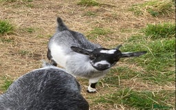 Goats livestock for sale: Adorable pygmy goat kids - Image 7