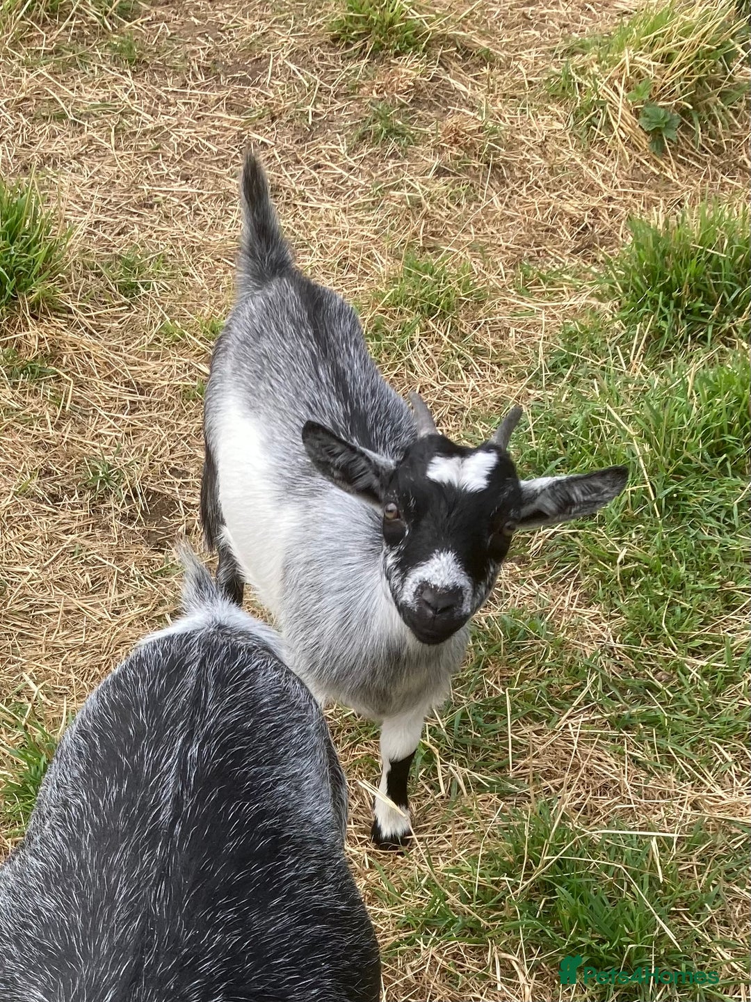 Goats livestock for sale: Adorable pygmy goat kids - Image 7